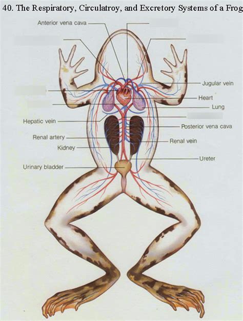 Lab 21: Frog circulatory system Diagram | Quizlet