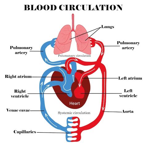 Premium Vector | Title blood circulation systemhuman blood circulation anatomy and diagram heart ...