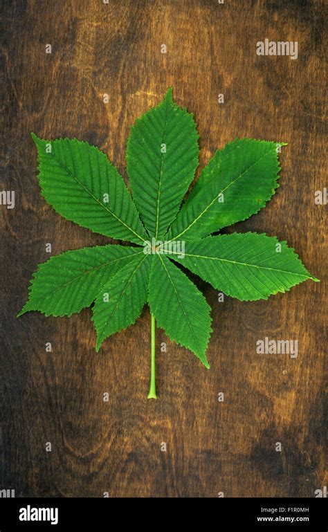 Single large leaf with seven leaflets of spring green Horse chestnut or ...