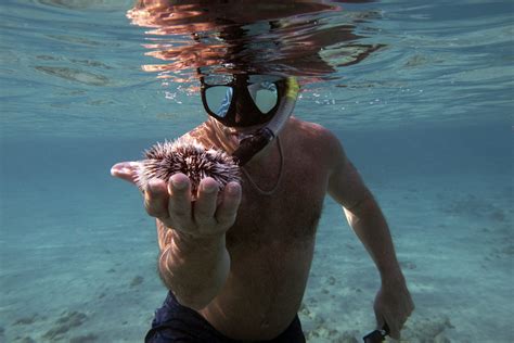 Peanut Island Snorkel Tour - Snorkeling Palm Beach