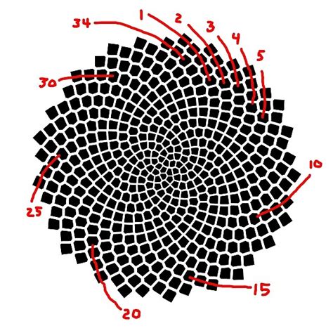 The Golden Ratio in Sunflowers | The Lasting Journey to Life Long Learning