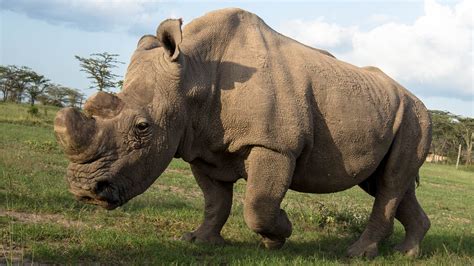 RIP Sudan, the Last Male Northern White Rhino • The Revelator