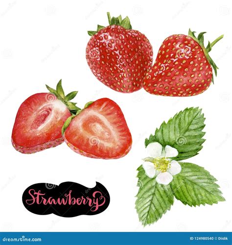 Strawberry Watercolor Illustration Stock Illustration - Illustration of food, harvest: 124980540