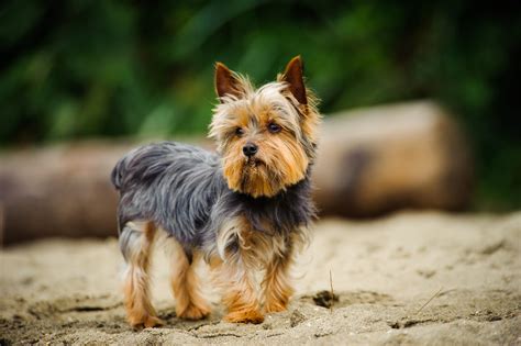 Conheça tudo sobre a raça Yorkshire Terrier na zooplus Magazine