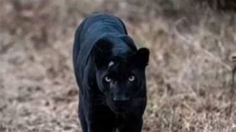 Girl Accidentally Raises Black Panther After Mistaking It For A Kitten ...