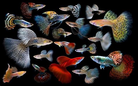 Guppy Fish Types