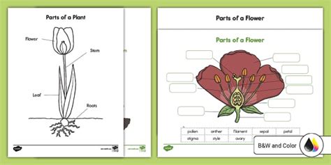 Parts of a Flower and Plant Labeling Activity for K-2nd Grade