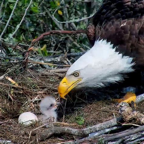 Bald Eagle's nest Eagle Nest, Balding, Animal Kingdom, Bald Eagle, Eagles, Birds, Animals, Quick ...