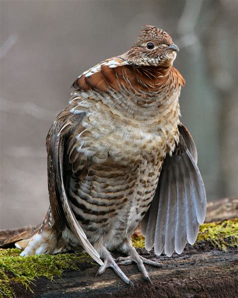 In Pa., climate change threatens the state tree, bird and fish. Work is ...