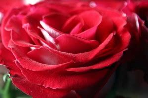 Free picture: red, rose, park