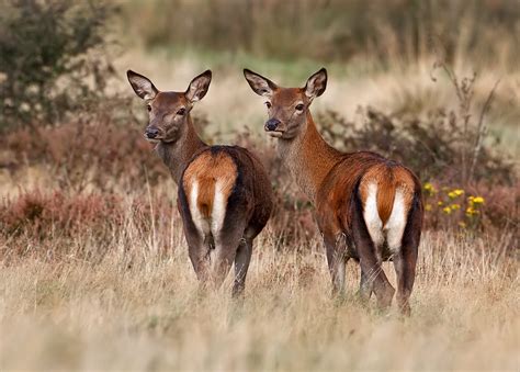 Red Deer Hinds on Cannock Chase | Talk Photography