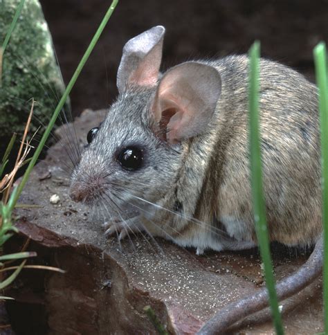 Cactus Mice Test Positive for Hantavirus, First Local Detection of 2020 | News | San Diego ...