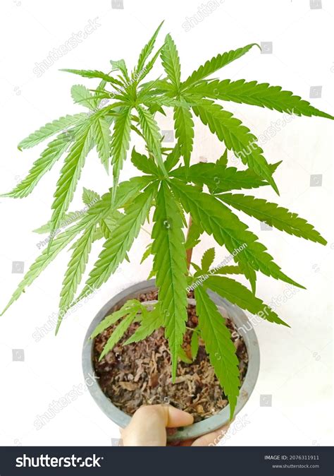 Hemp Tree Cannabis Pot Hand Over Stock Photo 2076311911 | Shutterstock