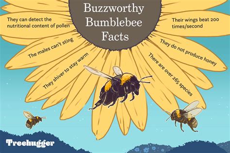 15 Buzzworthy Bumblebee Facts