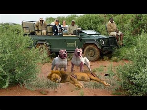 Lion VS Pitbull - Pitbull VS Lion In a Real Fight Video-KERBEROS - YouTube