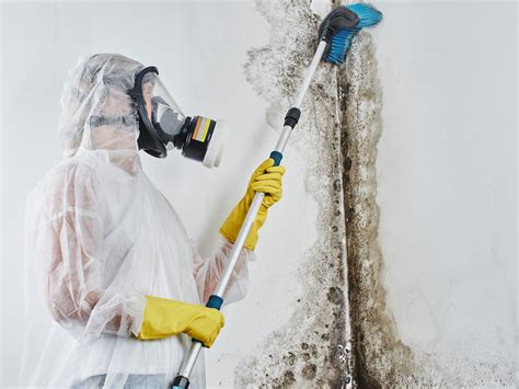 Ultimate Cheat Sheet on Mold Remediation | Restoration Techs