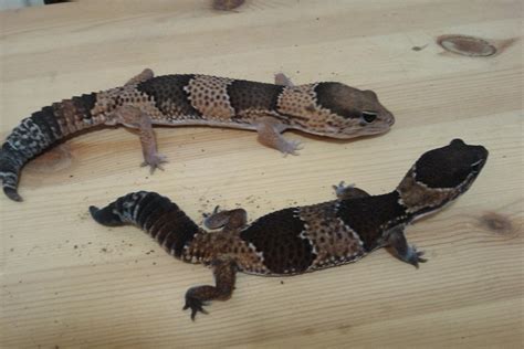 African Fat-Tailed Gecko Facts, Habitat, Diet, Life Cycle, Pictures