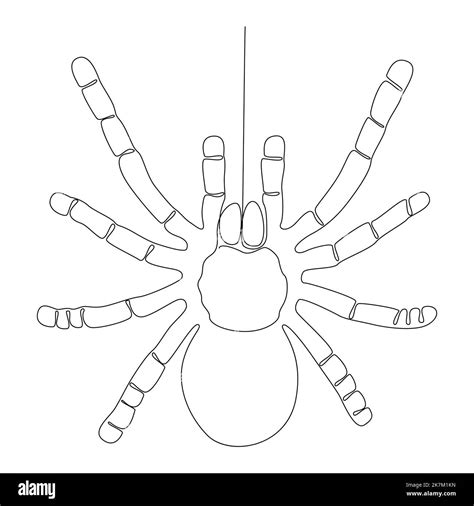 Spider Outline Clip Art