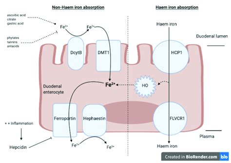 Absorption of haem and non-haem iron through the duodenal enterocyte.... | Download Scientific ...