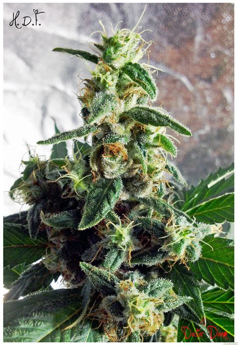 Heavy Duty Fruity (TH Seeds) :: Cannabis Strain Info