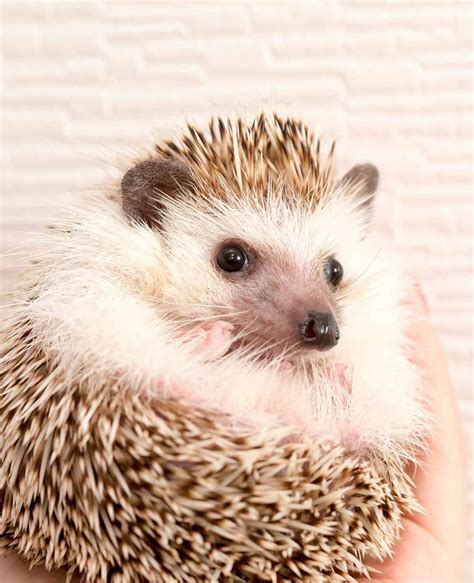 Are African Pygmy Hedgehogs Good Pets?