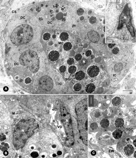 General topography of a vitelline follicle and vitelline ducts of ...