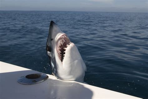 Watch Shocking Moment Shark Leaps onto Fishing Boat off Maine Coast