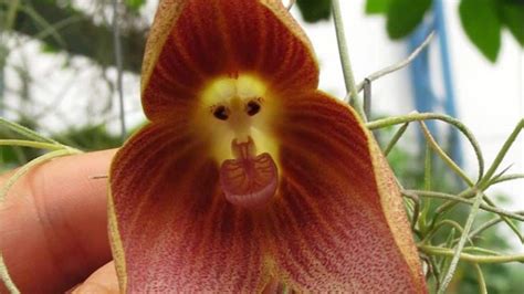 Monkey Face Orchid (Dracula simia) — The Ultimate Guide!