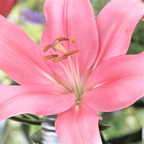 Light Pink Hybrid Lilies - Florabundance Wholesale Flowers