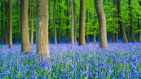 Bluebells in beech woodland, Hertfordshire, England (© Dan Tucker/Alamy) | Bluebells, Blue bell ...