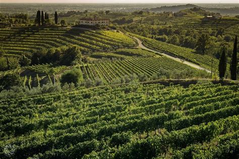 Landscape of an Italian Vineyard at Sunset (Before Grape Harvest) [OC ...