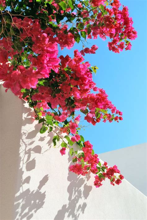 pink flowers are growing on the side of a white building with blue sky ...