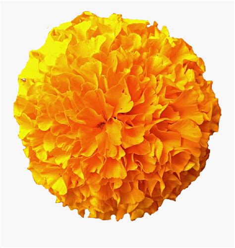 Transparent Pompom Png - Flor De Cempasúchil Dibujo , Free Transparent Clipart - ClipartKey