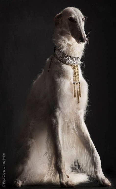 R E G A L B O Y E | Borzoi dog, Pretty dogs, Borzoi