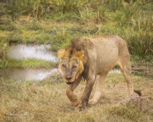 3 Oldest Lions That Ever Lived - Oldest.org