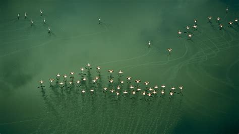 Lake Magadi Flamingos – Bing Wallpaper Download