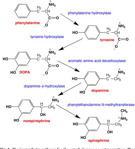 dopamine biosynthetic process | Semantic Scholar