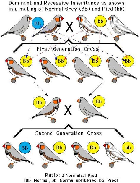 Zebra Finch Mutations | Zebra Finch Color - #Color #finch #mutations # ...