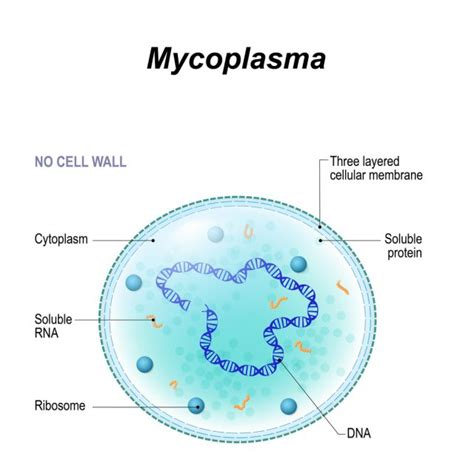 Mycoplasma Symptoms, Carriers, Types, Treatment, Prevention | STD.GOV Blog