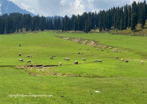 Things to do in Doodhpathri Valley Kashmir - the heaven on earth - The Revolving Compass