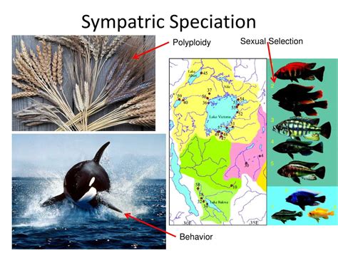 PPT - Natural Selection & Speciation PowerPoint Presentation, free download - ID:1829286