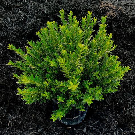 Hoogendorn Holly - 3 gallon container – Lots of Plants in 2022 | Plants, Front yard, Evergreen