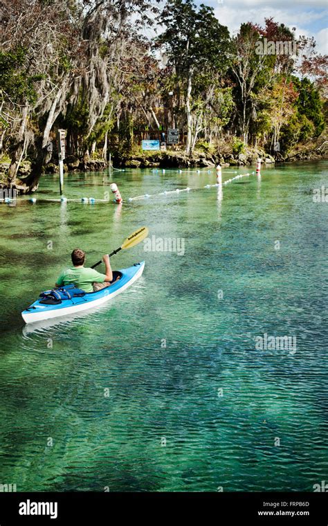 Crystal Springs, Florida, USA. A man looks for manatee while paddling a ...