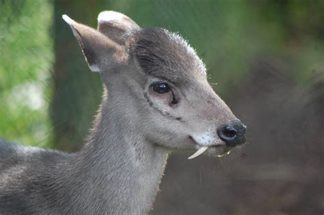 Tufted Deer | Fun Animals Wiki, Videos, Pictures, Stories