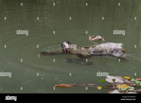 Brown-throated Three-toed Sloth (Bradypus variegatus) swimming across ...