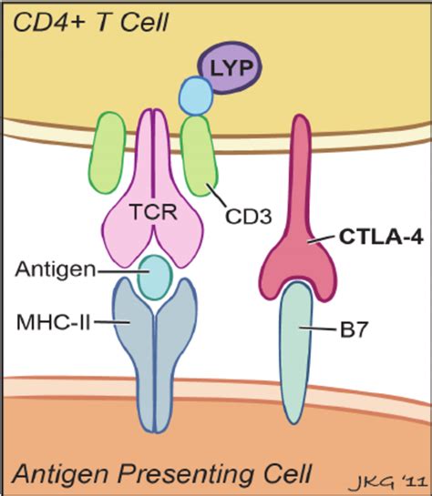 Antigen Presenting Cell. The activation of the T-cell by various... | Download Scientific Diagram