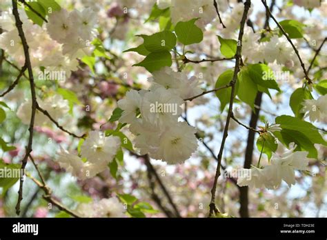 Japanese cherry blossoms Kyushu cherry blossoms Stock Photo - Alamy