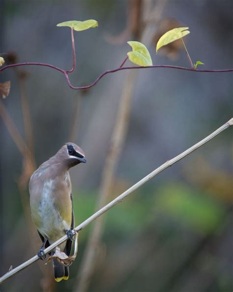 Juvenile Cedar Waxwing. Backyard 11/04/16 Cedar Waxwing, Photographs ...