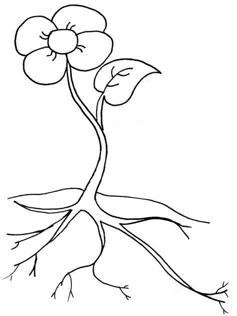 Parts of a Plant activity sheet | Flower coloring sheets, Flower ...