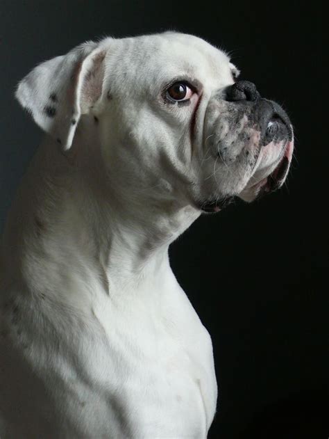 58 best images about White Boxer Dogs on Pinterest | Adoption, American bulldog puppies and ...